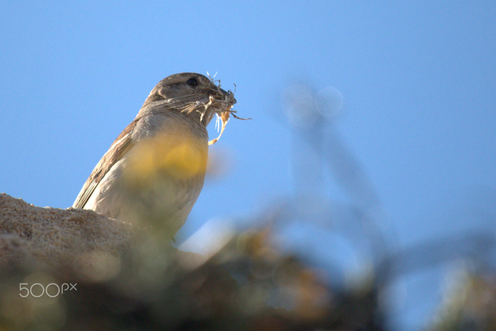 Canon EF-S 55-250mm F4-5.6 IS STM sample photo. Bird eats photography