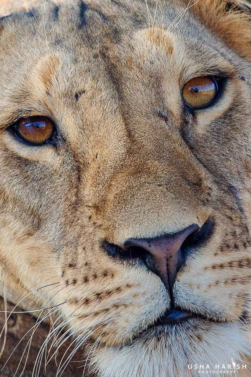 Canon EF 500mm F4L IS II USM sample photo. Eyes of the lion photography