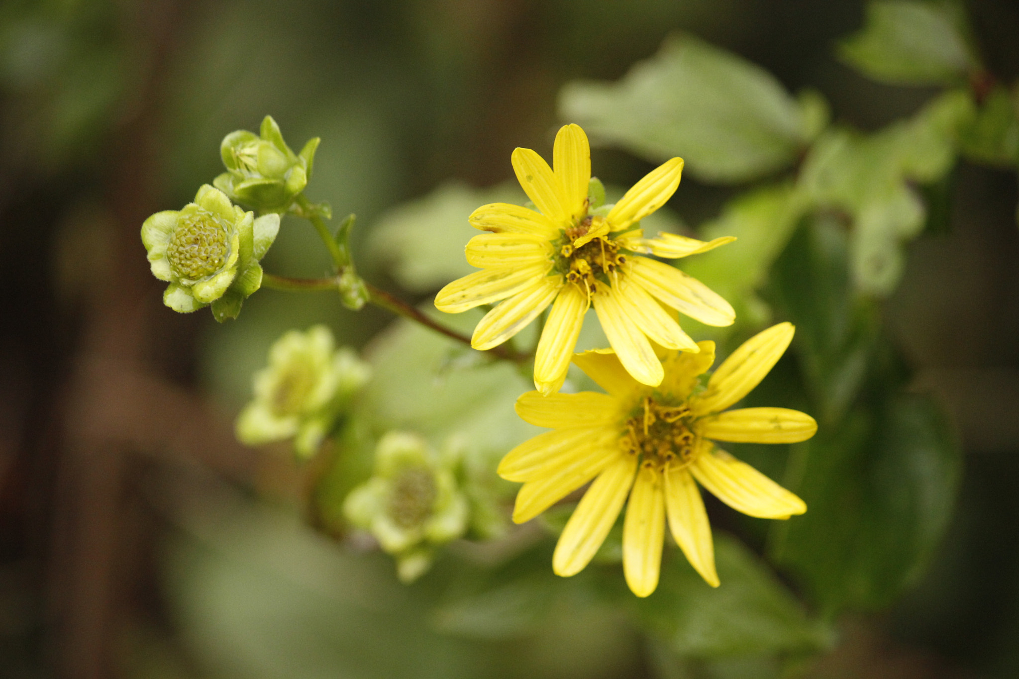 Canon EF-S 55-250mm F4-5.6 IS sample photo. Mwildflower photography