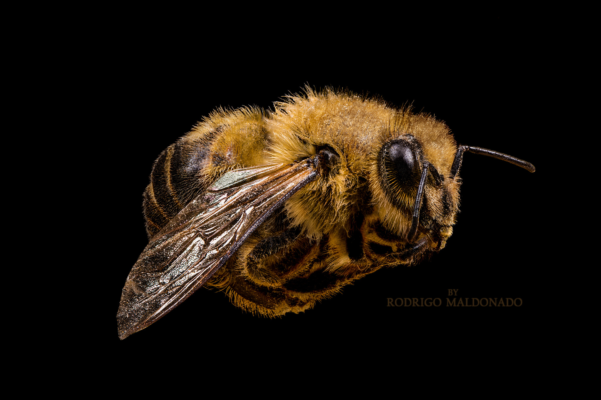 Nikon AF-S DX Micro-Nikkor 85mm F3.5G ED VR sample photo. Anthophila side (macro photography). photography