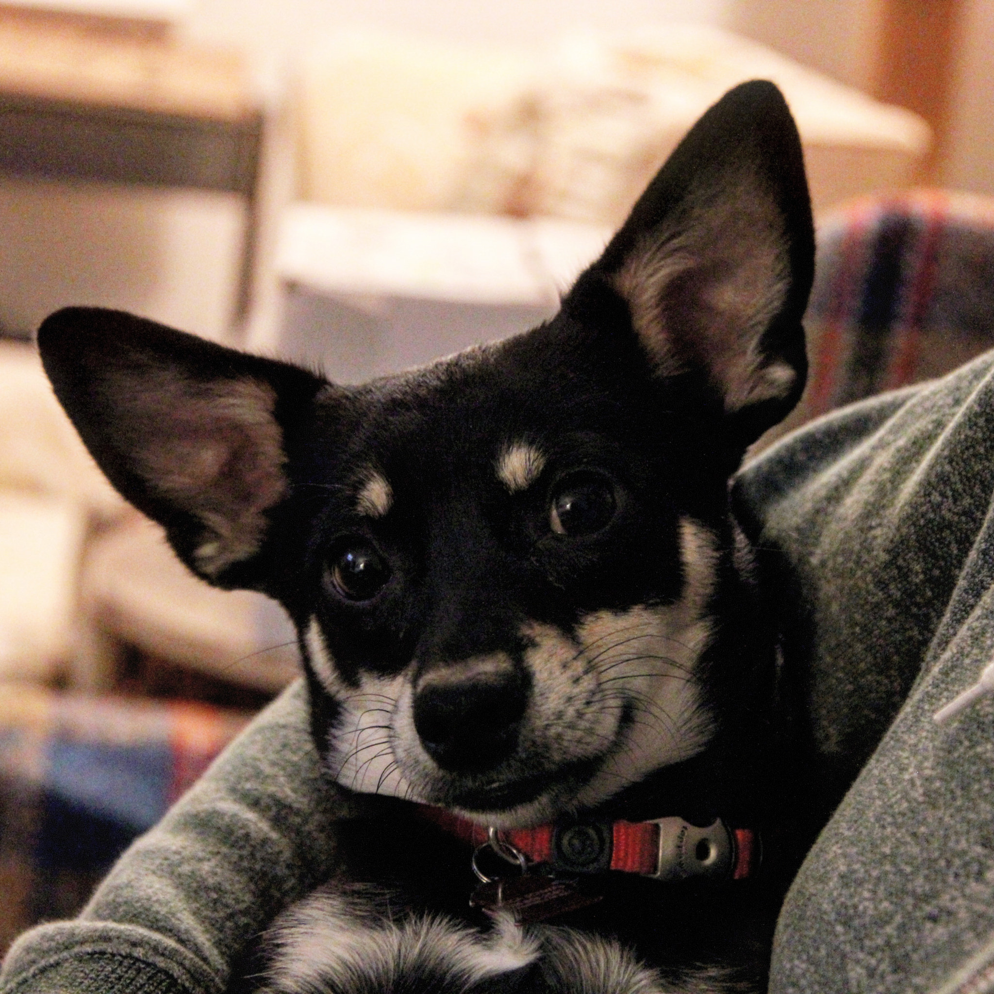 Canon EOS 600D (Rebel EOS T3i / EOS Kiss X5) sample photo. When i get a decent photo of my dog for once photography