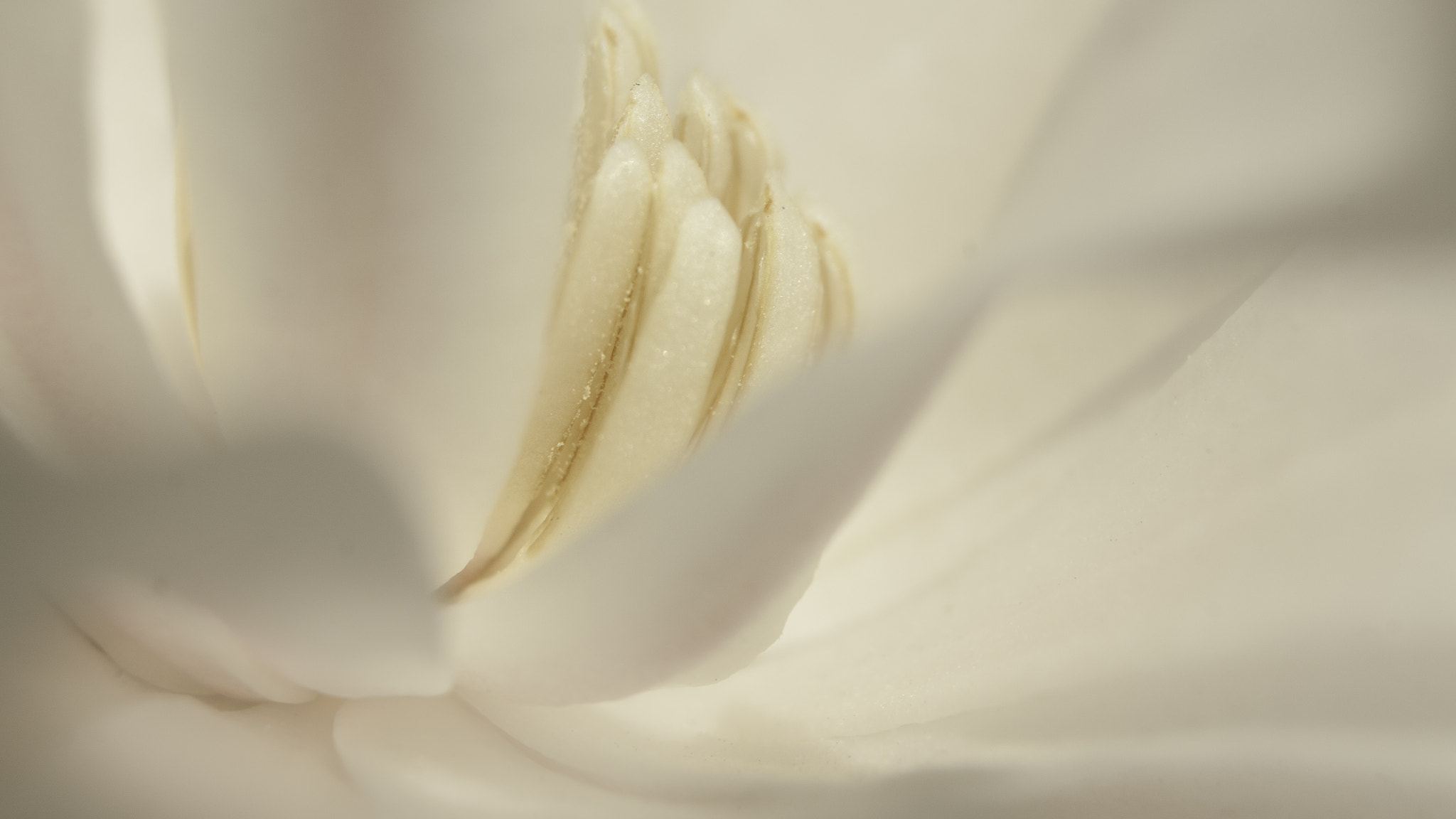 Canon EOS 450D (EOS Rebel XSi / EOS Kiss X2) + Sigma 18-50mm f/3.5-5.6 DC sample photo. Abstract magnolia photography