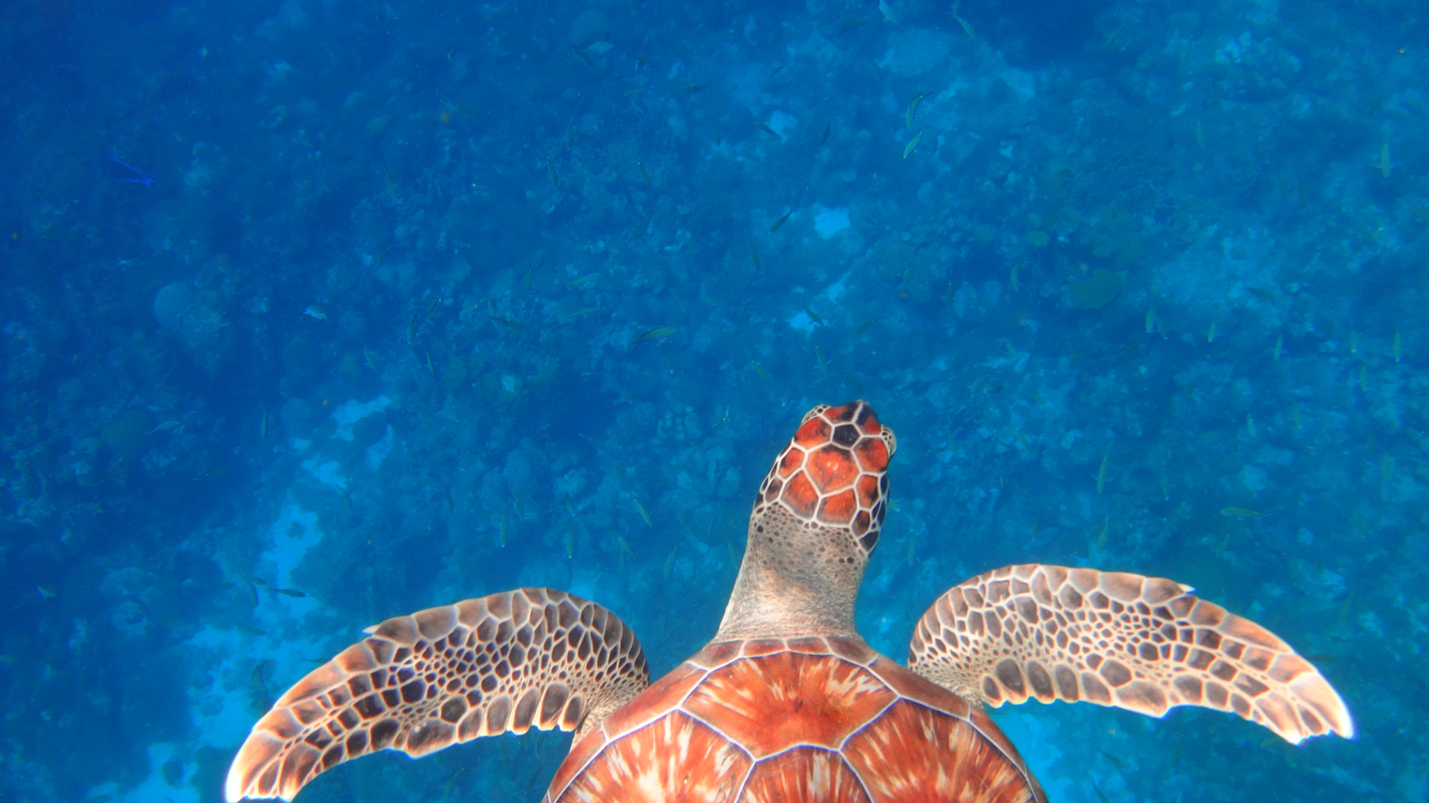 Sony Cyber-shot DSC-TX30 sample photo. Aruba wild sea turtle! photography