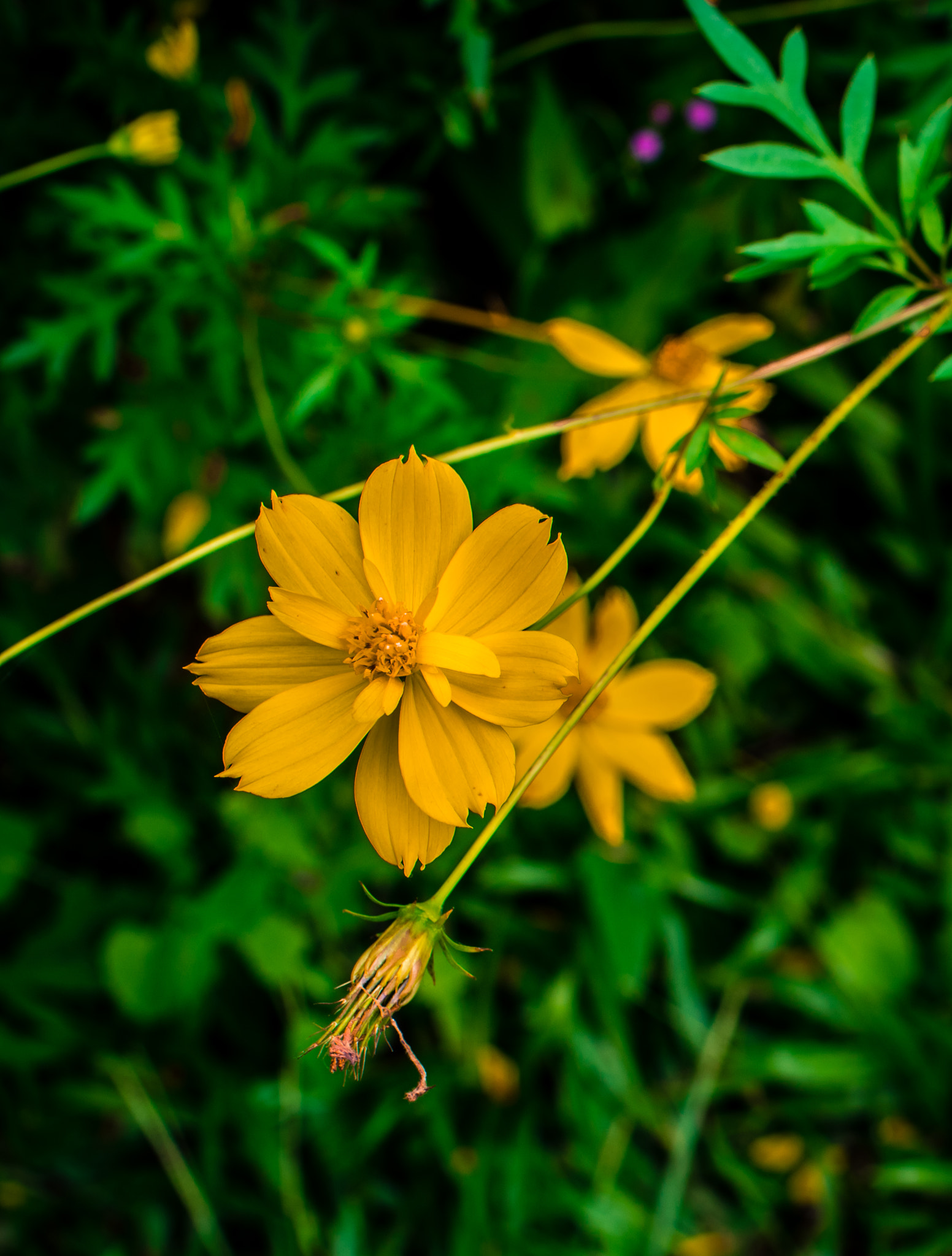 Pentax smc FA 43mm F1.9 Limited sample photo. Imgp photography