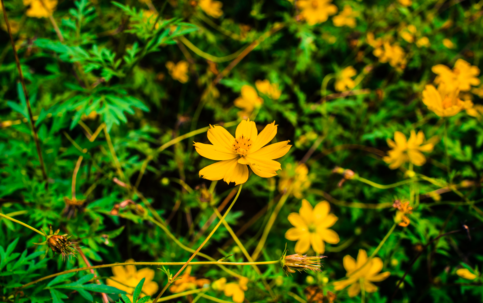 Pentax K-1 + Pentax smc FA 43mm F1.9 Limited sample photo. Imgp photography