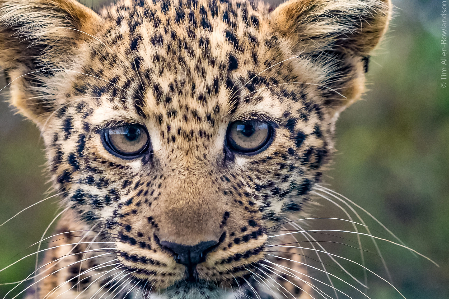 Canon EF 70-200mm F2.8L USM sample photo. Curious cub photography