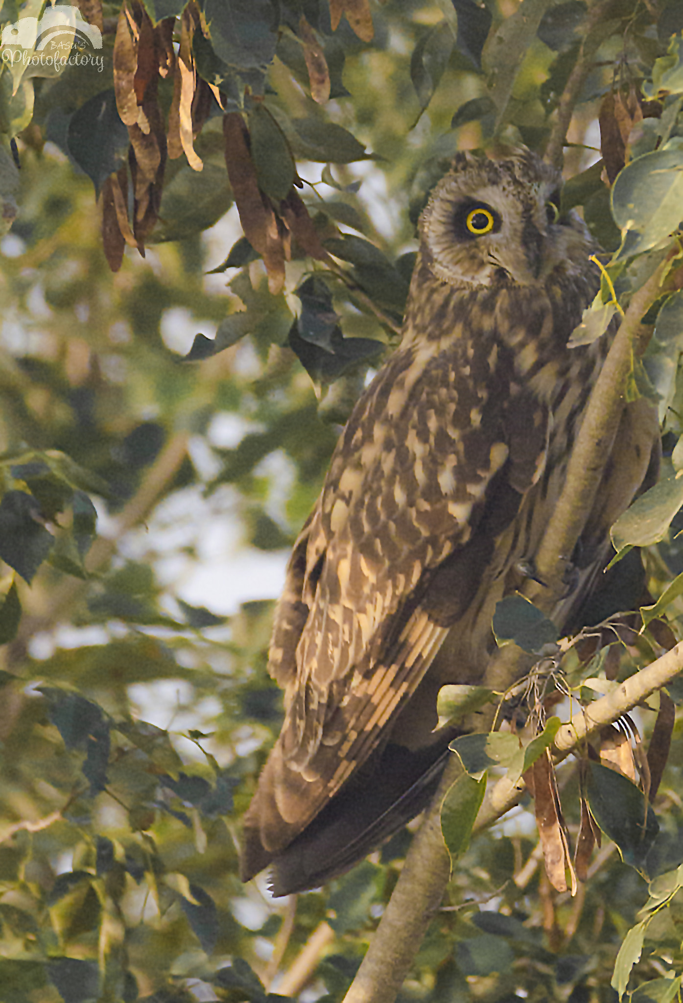 Sigma 150-600mm F5-6.3 DG OS HSM | C sample photo. Short eared owl photography