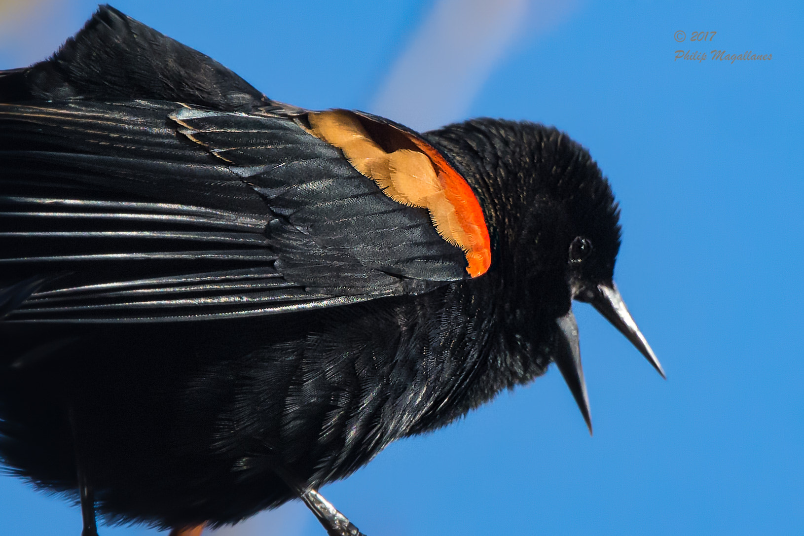 Nikon Nikkor AF-S 300mm F4E PF ED VR sample photo. Red winged black bird feathers photography