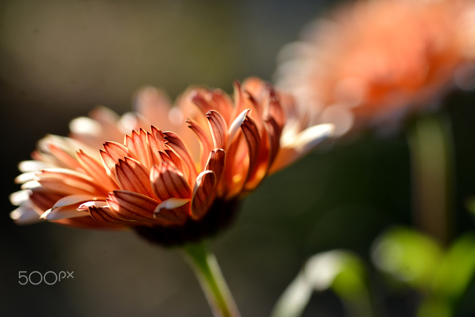 Nikon D600 sample photo. Spicy calendula photography