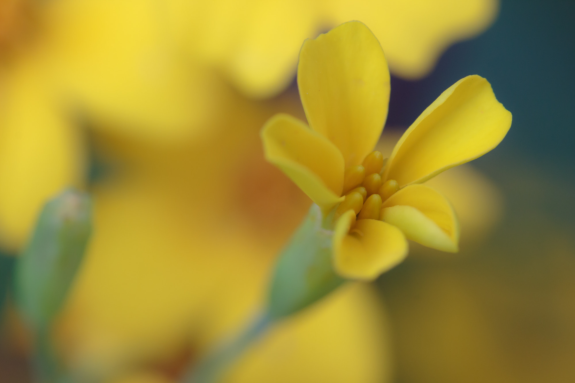 Sigma 105mm F2.8 EX DG OS HSM sample photo. Nature  photography