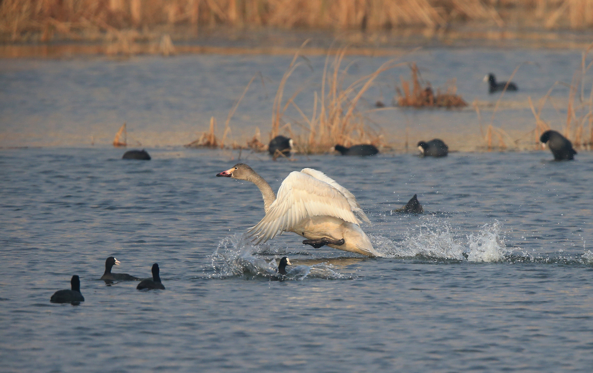 Canon EF 600mm F4L IS II USM sample photo. 910 photography
