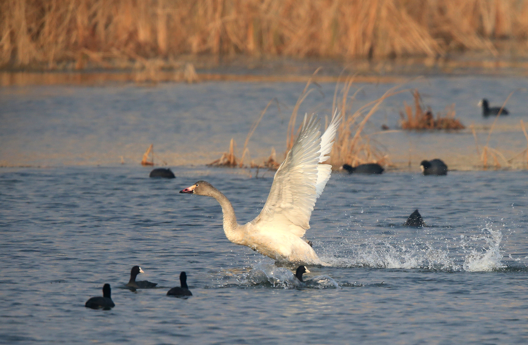 Canon EOS-1D X + Canon EF 600mm F4L IS II USM sample photo. 911 photography