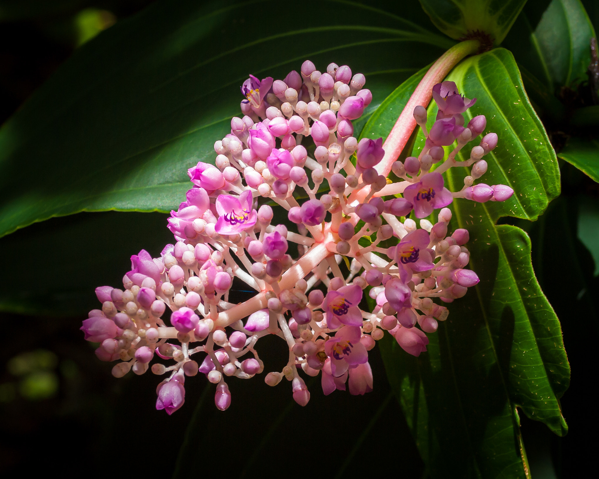 Olympus E-620 (EVOLT E-620) sample photo. Chandelier tree (medinilla cumingii) photography