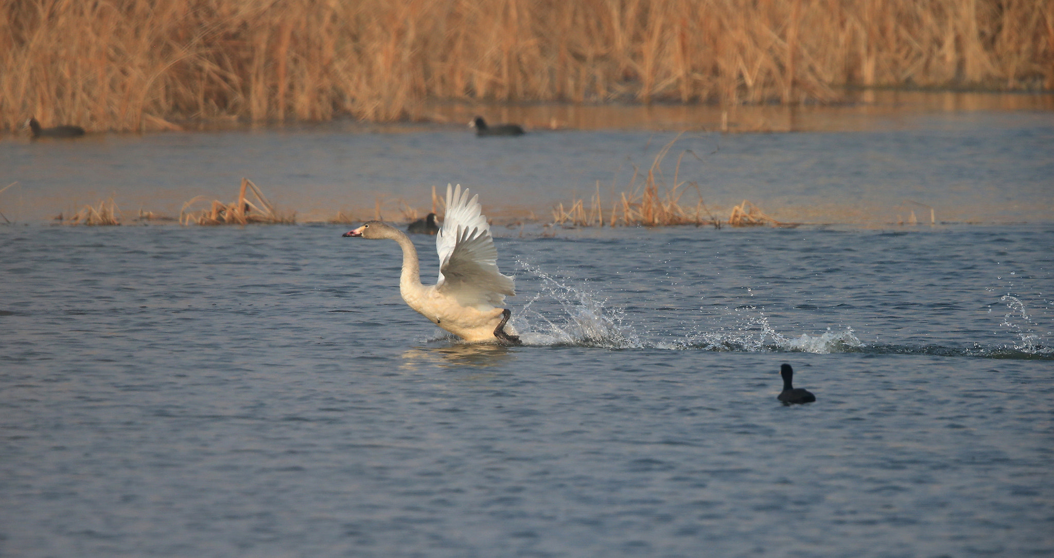 Canon EF 600mm F4L IS II USM sample photo. 913 photography