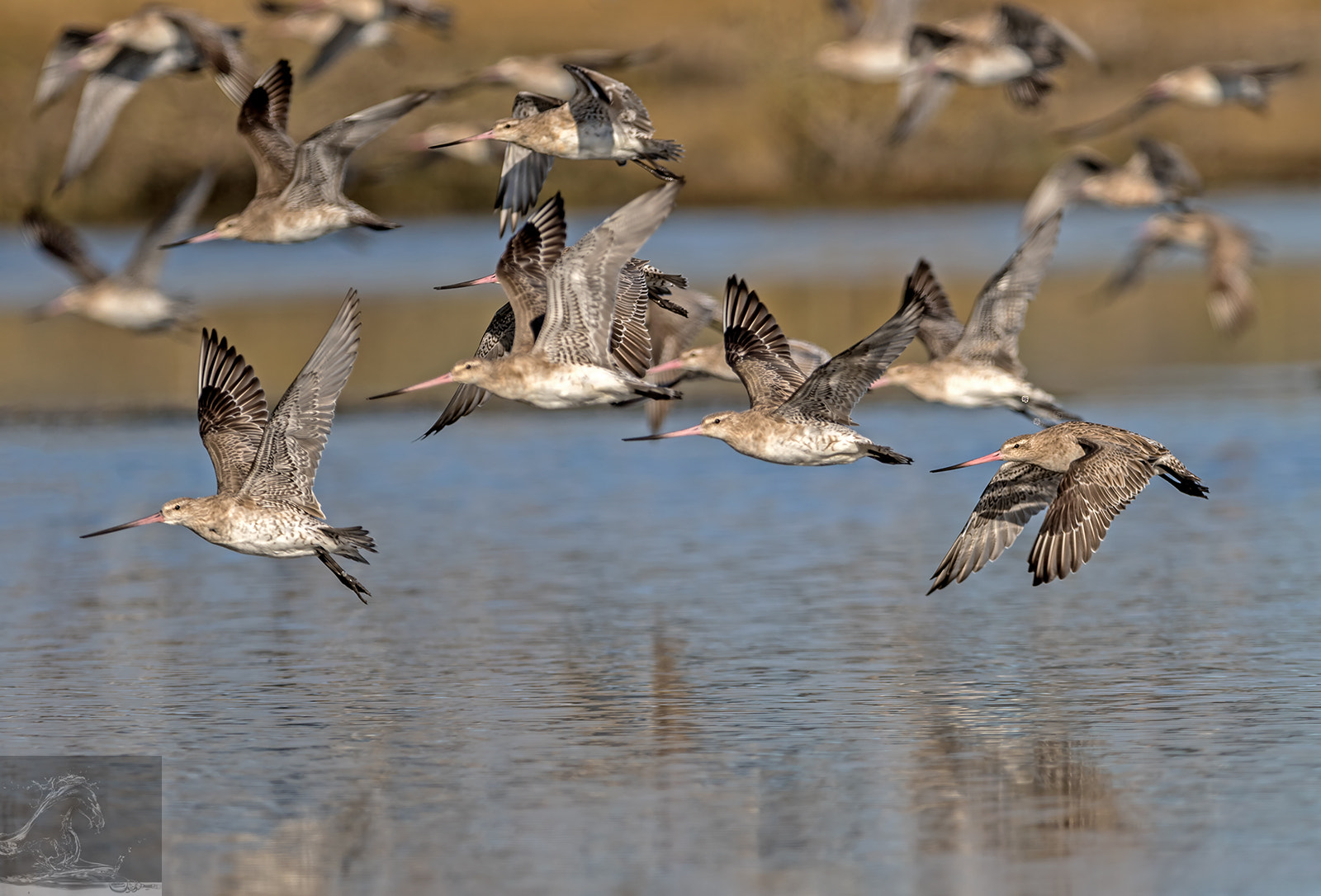 Canon EOS 7D Mark II + Canon EF 300mm F2.8L IS USM sample photo. Bar-tailed godwit 37 photography