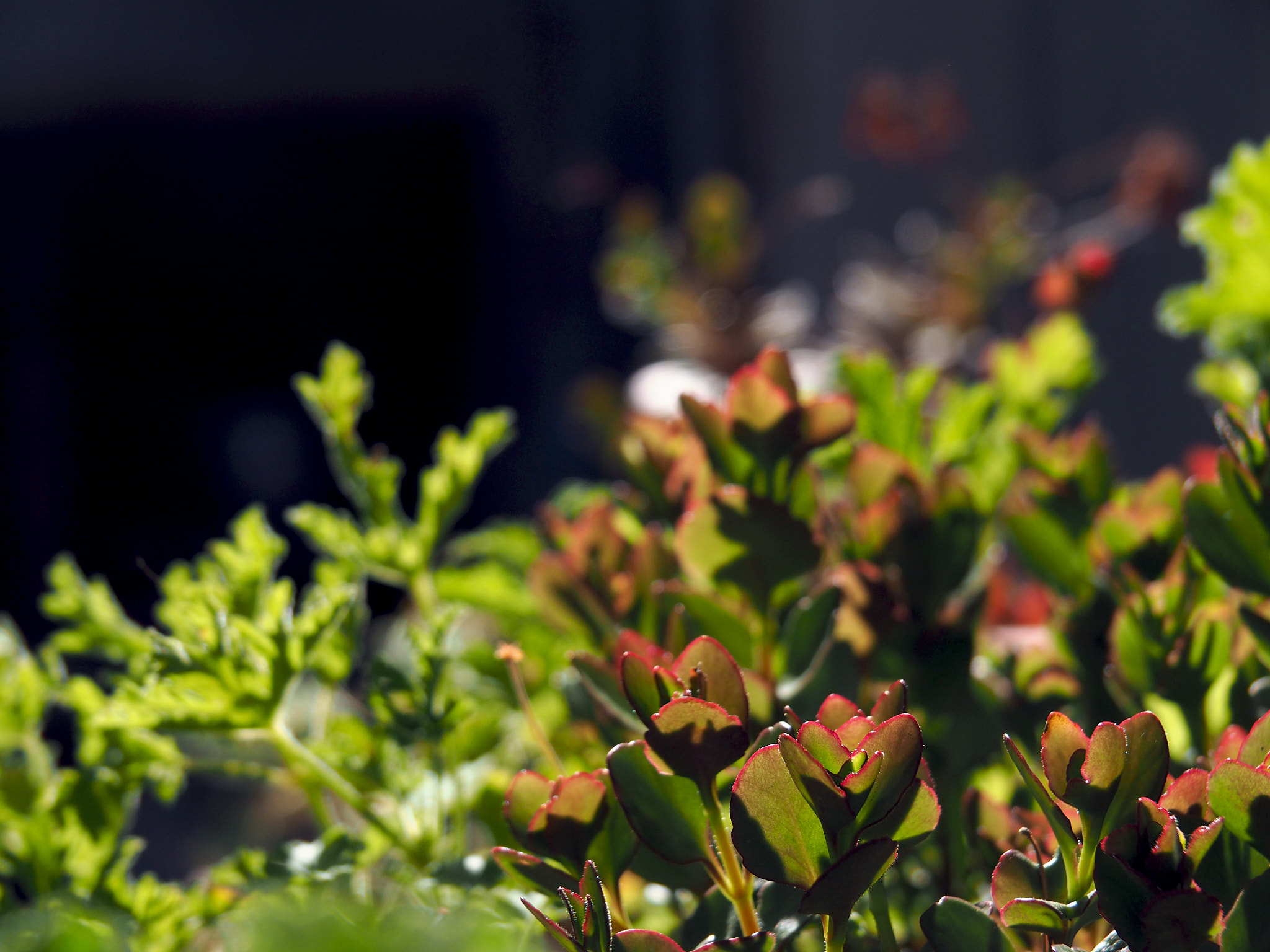 Olympus OM-D E-M5 II sample photo. Green and red photography