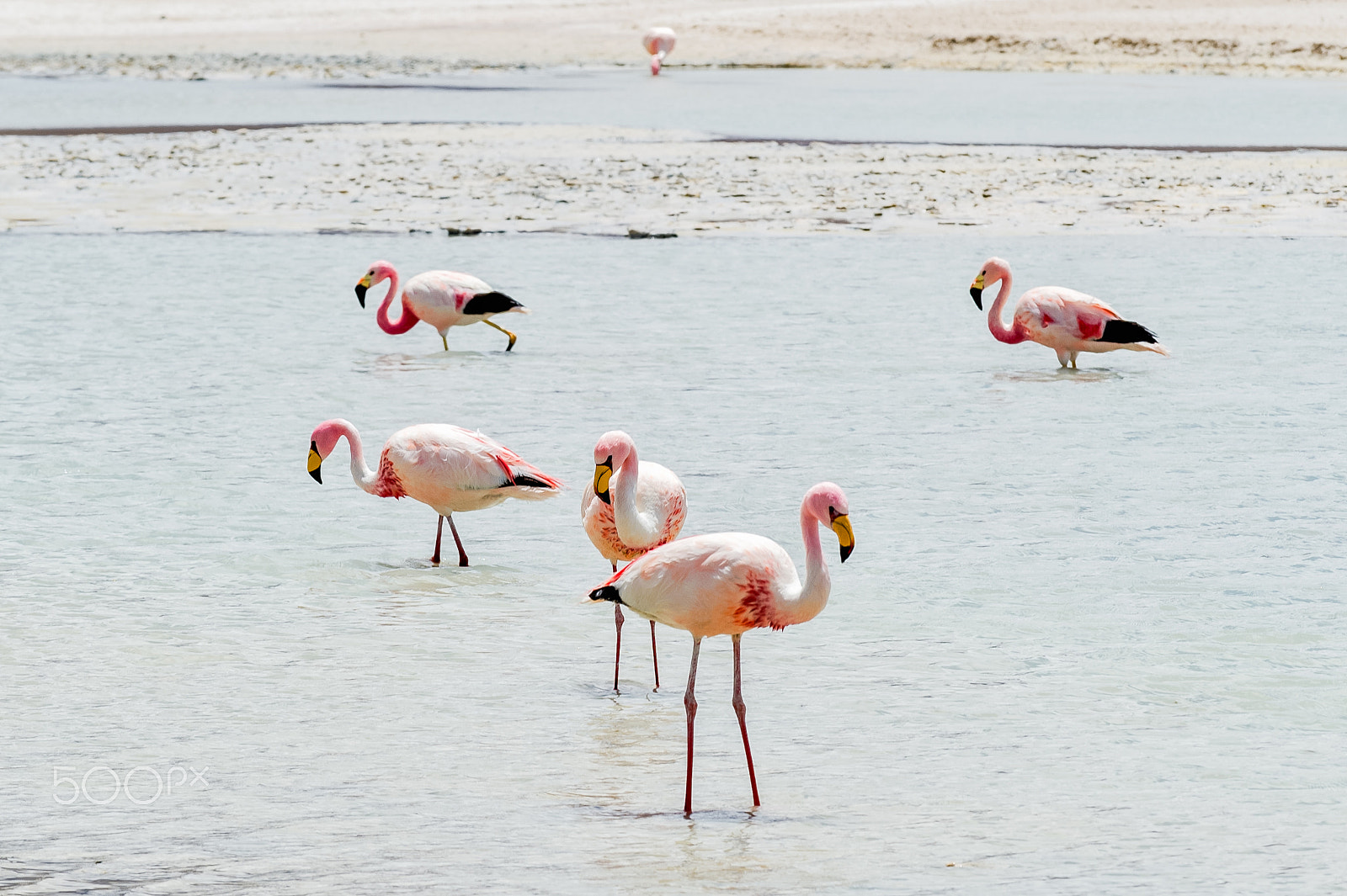 Nikon D4S sample photo. Jamesflamingo at laguna hedionda photography