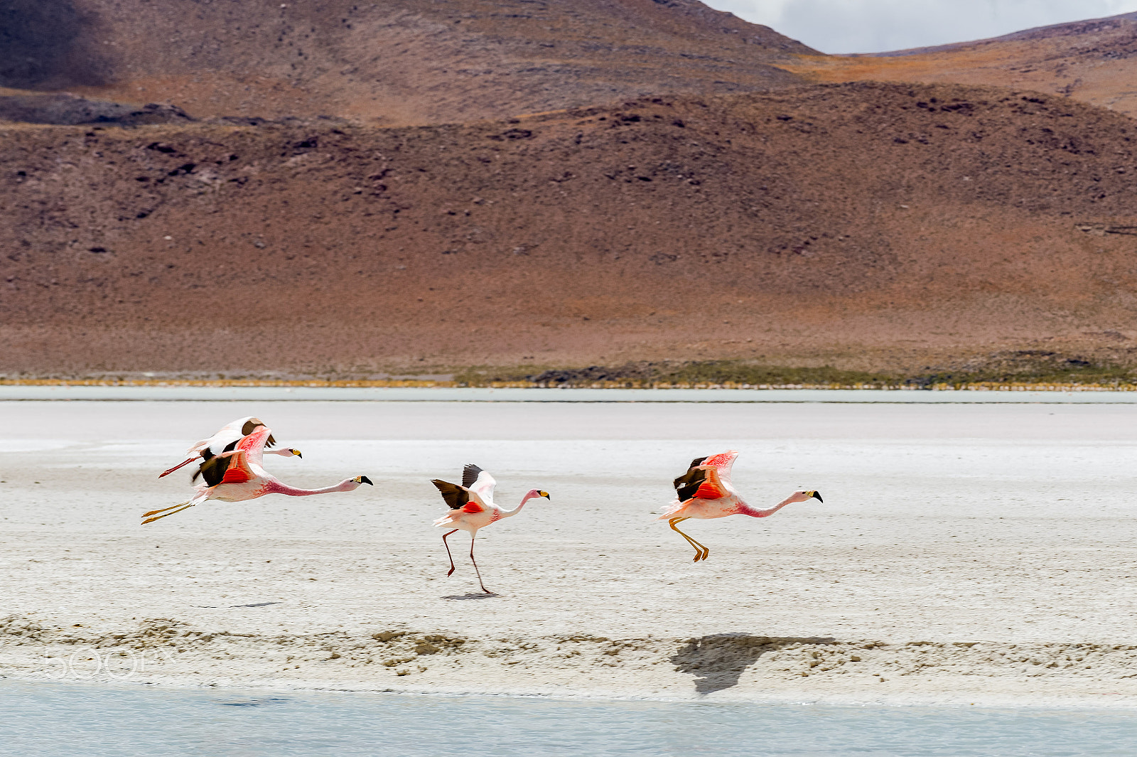 Nikon D4S sample photo. Jamesflamingo at laguna hedionda photography