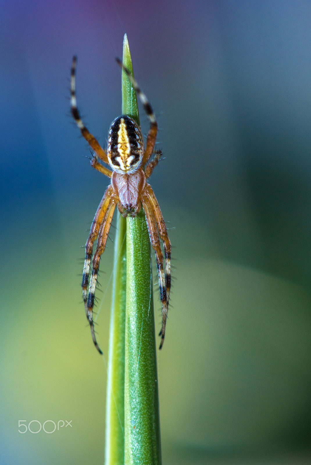 Sony SLT-A77 + Sony 100mm F2.8 Macro sample photo. Waiting for it. photography