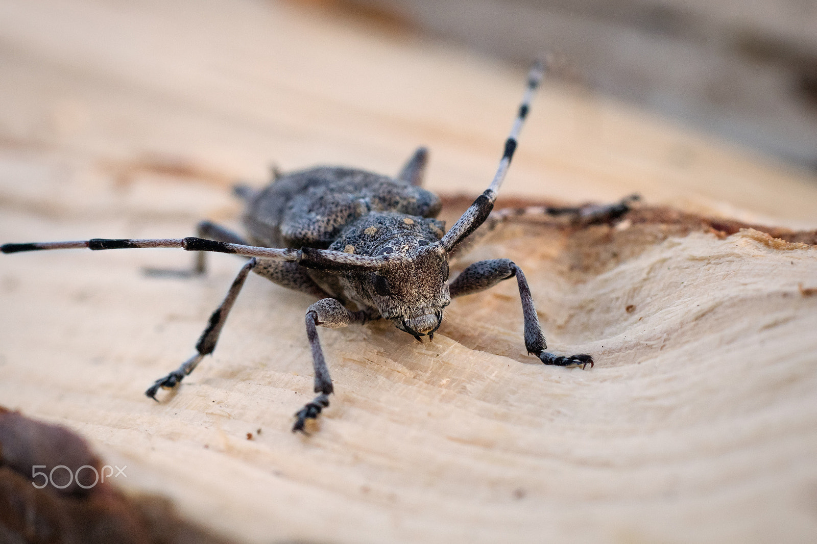 Olympus OM-D E-M5 II sample photo. Timberman beetle photography
