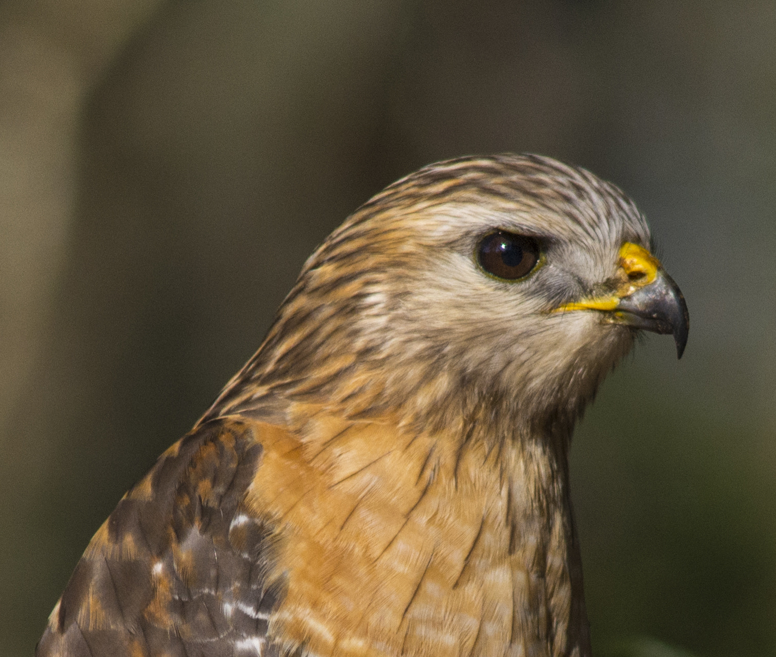 Nikon D7100 + AF Nikkor 300mm f/4 IF-ED sample photo. Buteo lineatus photography