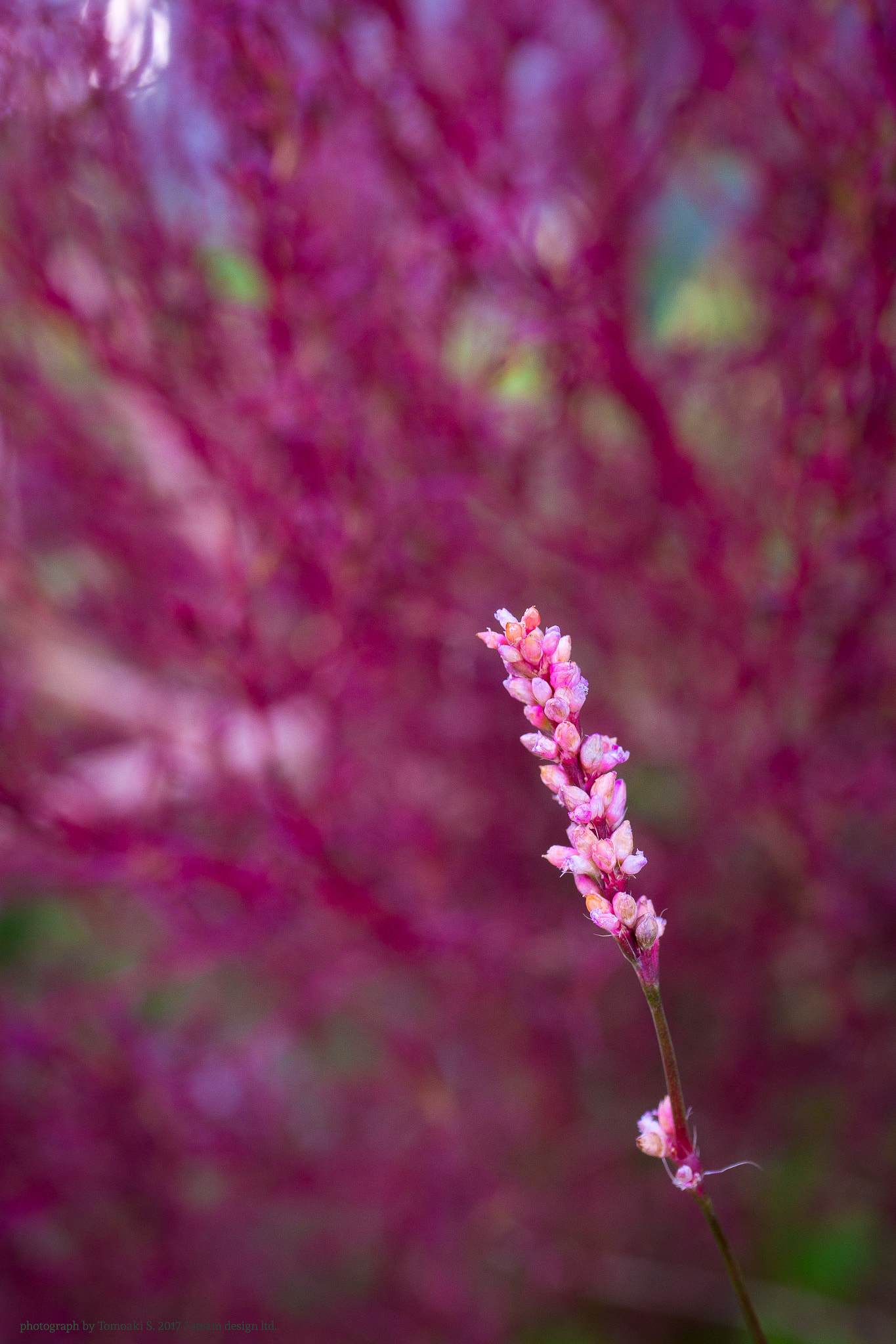 Panasonic DMC-G8 sample photo. Pinky tiny flower photography