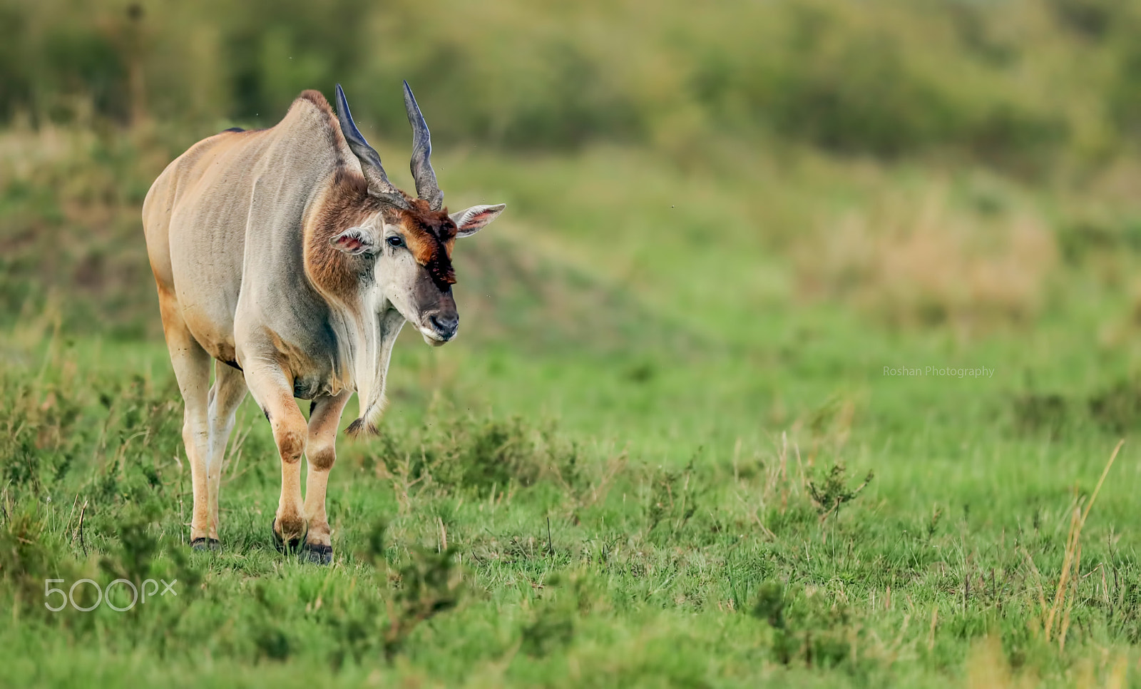 Canon EF 600mm F4L IS II USM sample photo. Shy lady of masai mara ..... photography