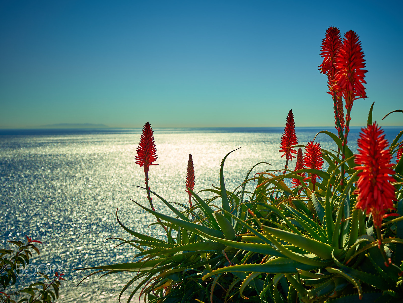 Schneider Kreuznach LS 35mm LS f/3.5 sample photo. Malibu flowers photography