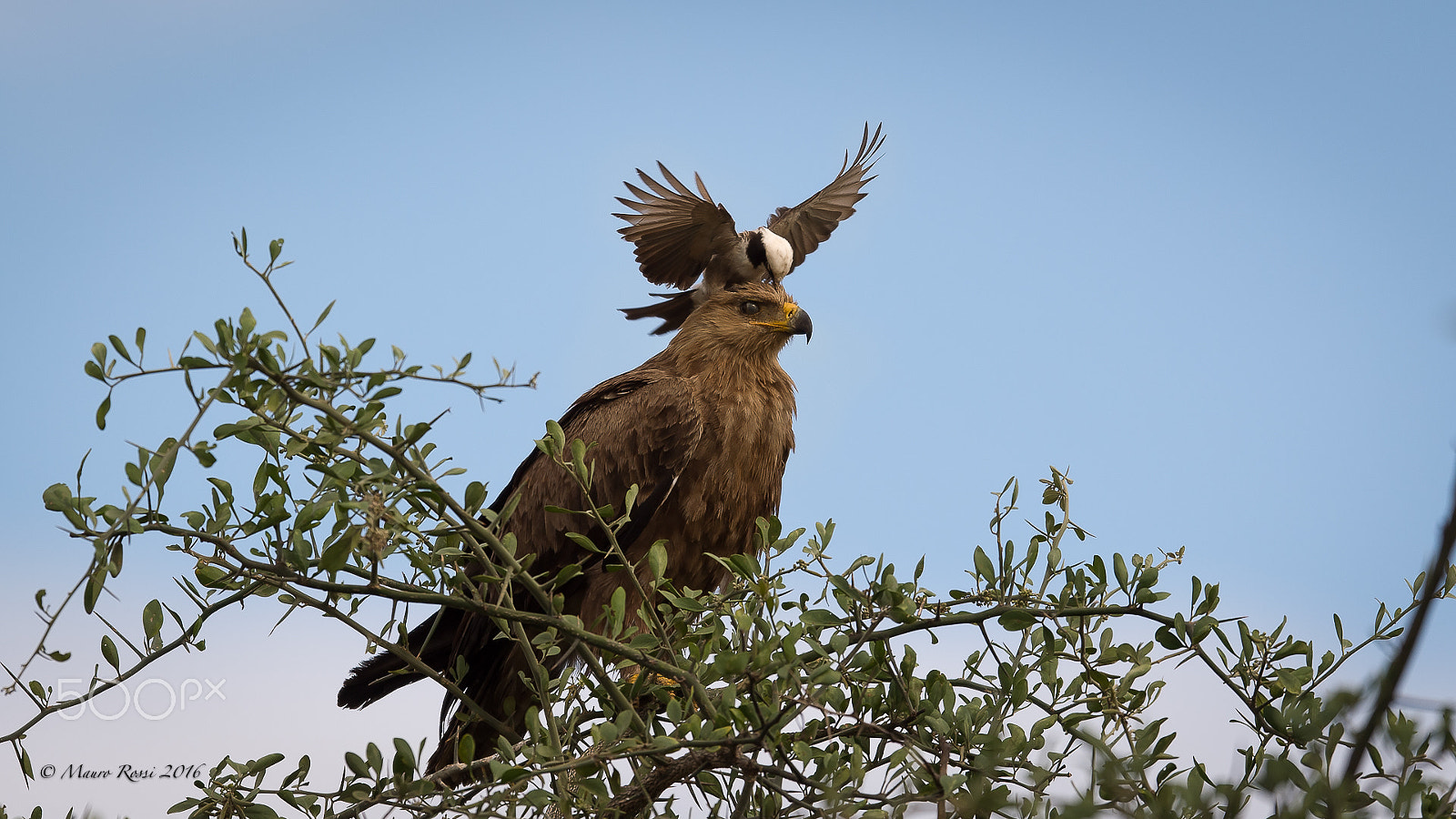 Nikon AF-S Nikkor 500mm F4E FL ED VR sample photo. "under attack" - eagle and great grey shrike. photography