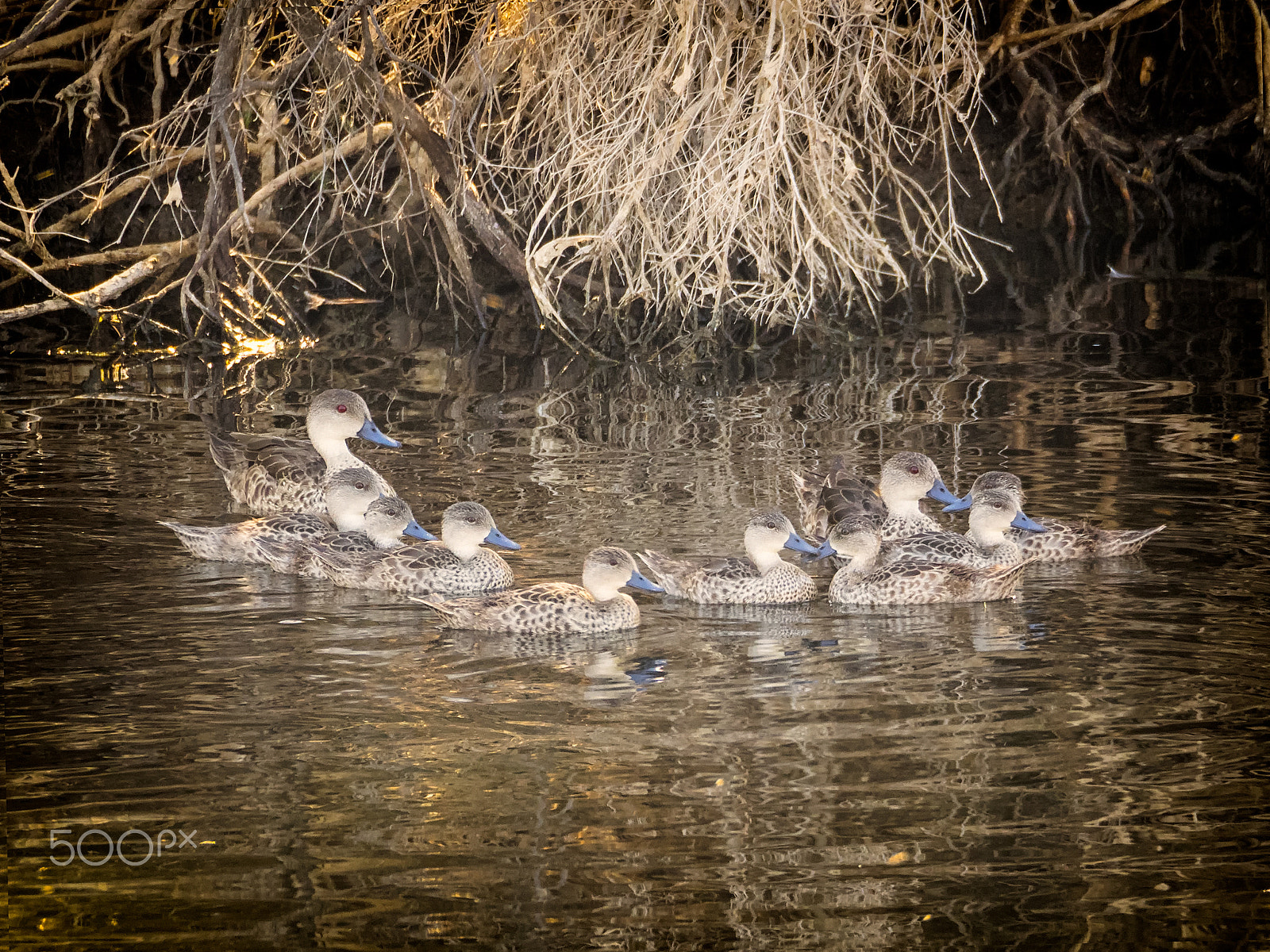 Olympus OM-D E-M1 sample photo. Blue-billed ducks photography