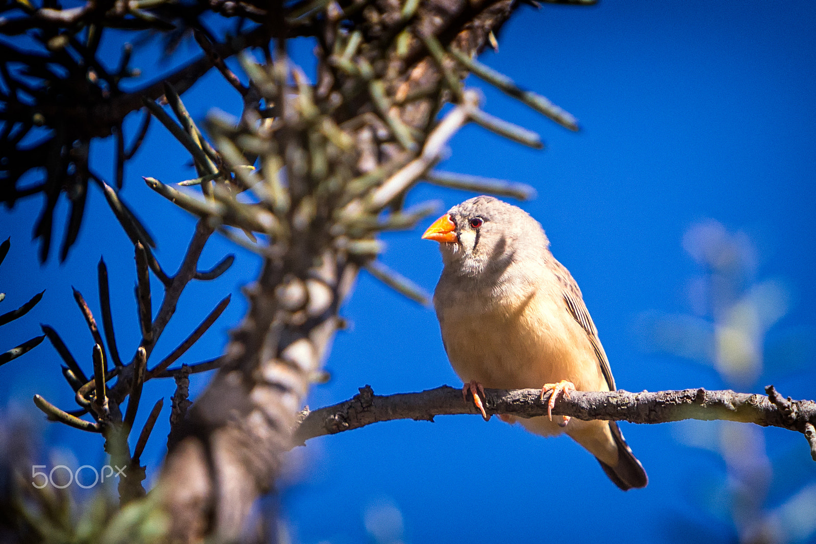 Canon EF 70-200mm F2.8L IS USM sample photo. Zebra finch photography