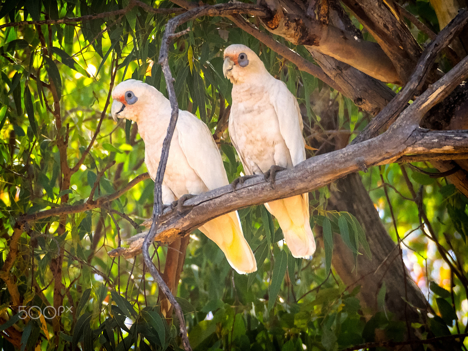 Olympus OM-D E-M1 sample photo. Western corellas photography