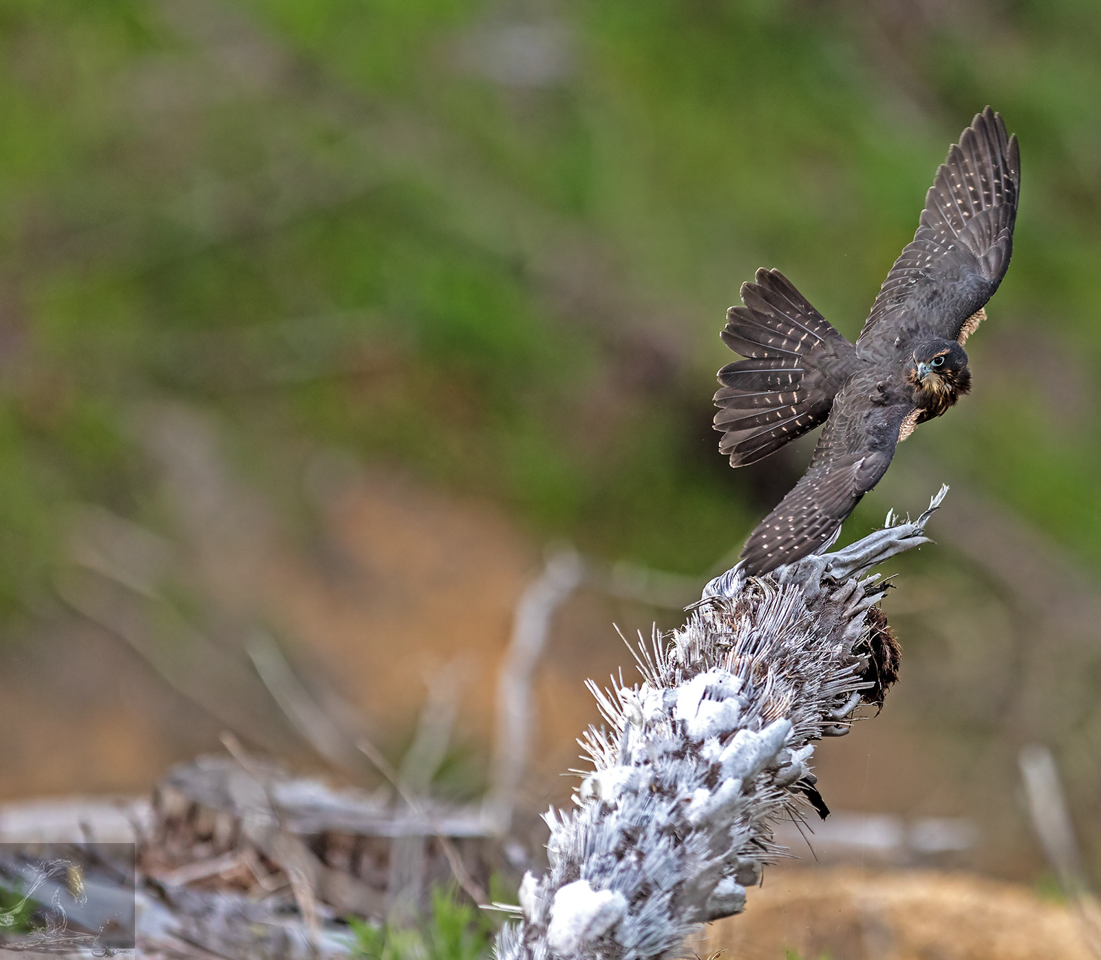 Canon EF 300mm F2.8L IS USM sample photo. Kārearea 95 photography