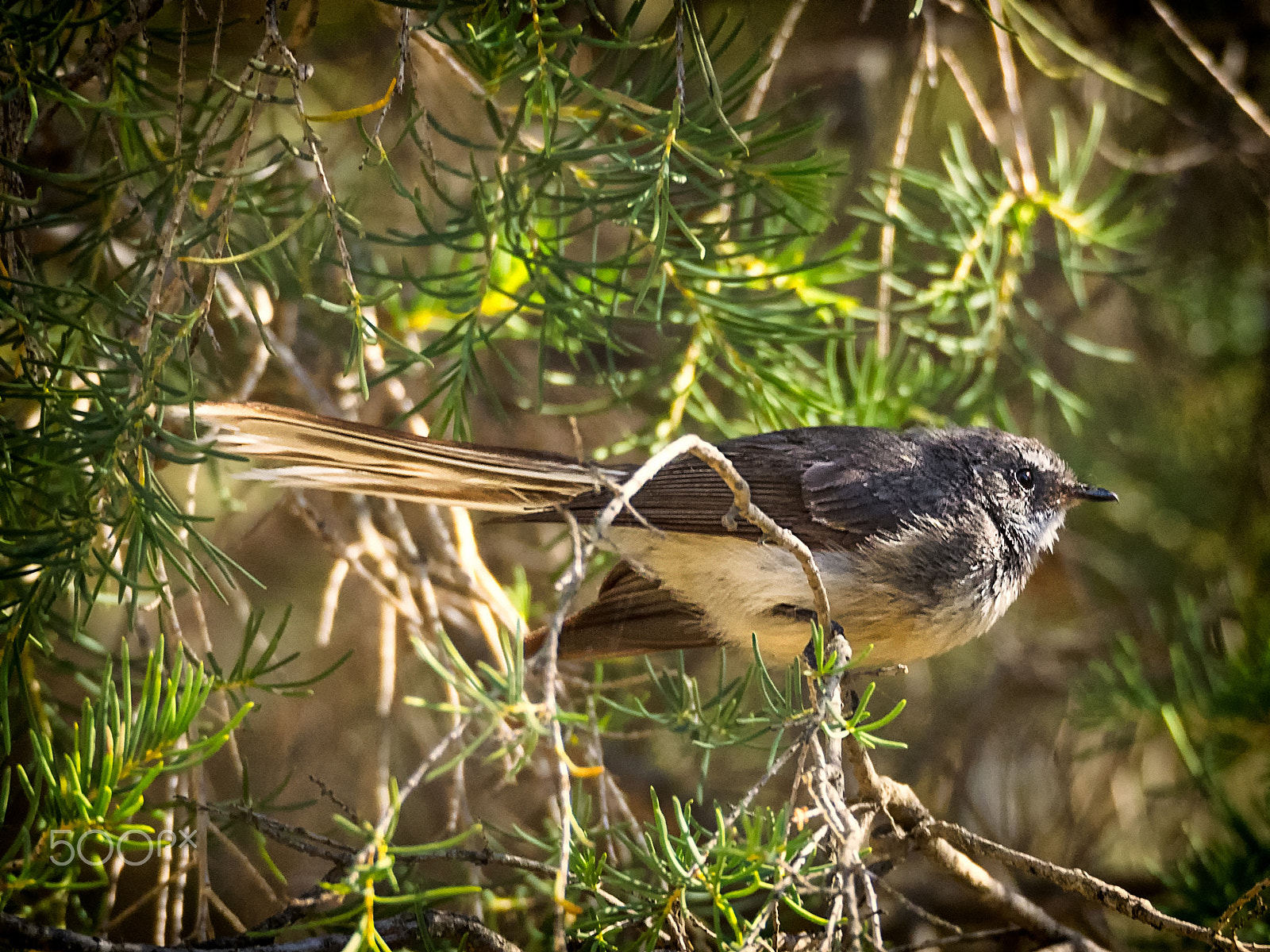 Olympus OM-D E-M1 sample photo. Grey fantail photography