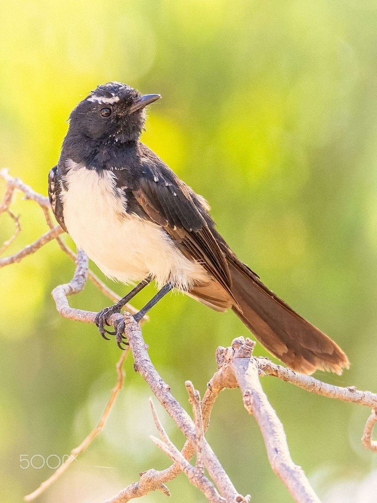 Olympus OM-D E-M1 sample photo. Willie wagtail photography
