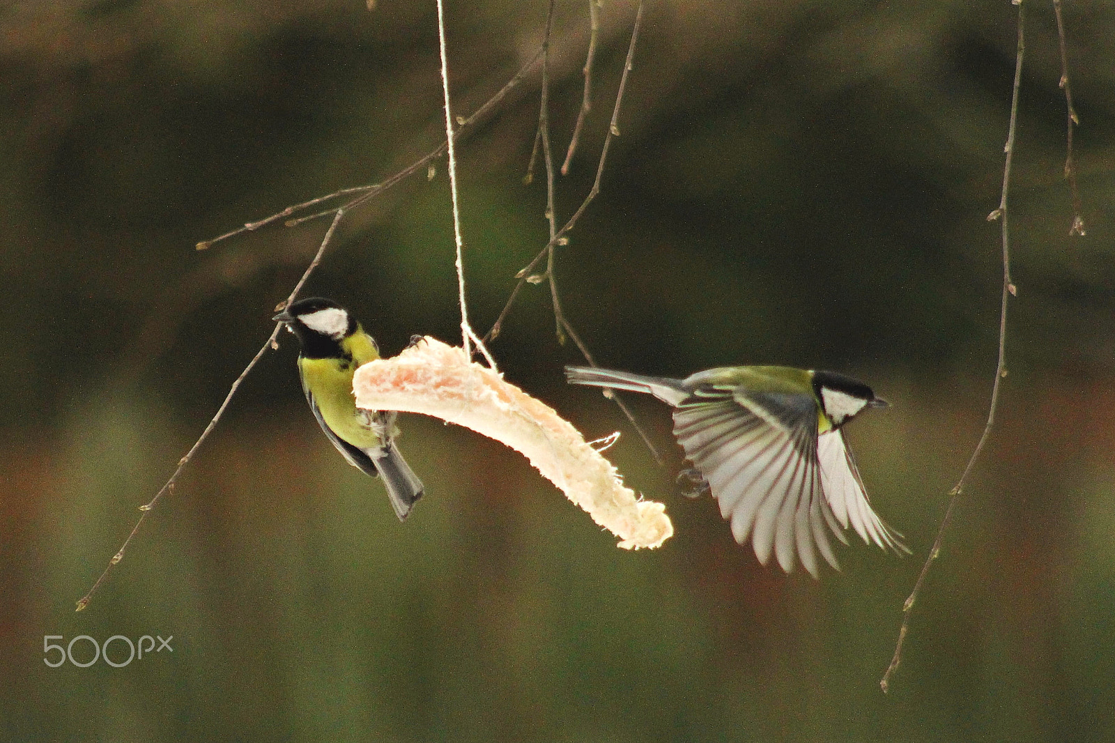 Canon EOS 7D + EF75-300mm f/4-5.6 sample photo. Titmouse 4 photography