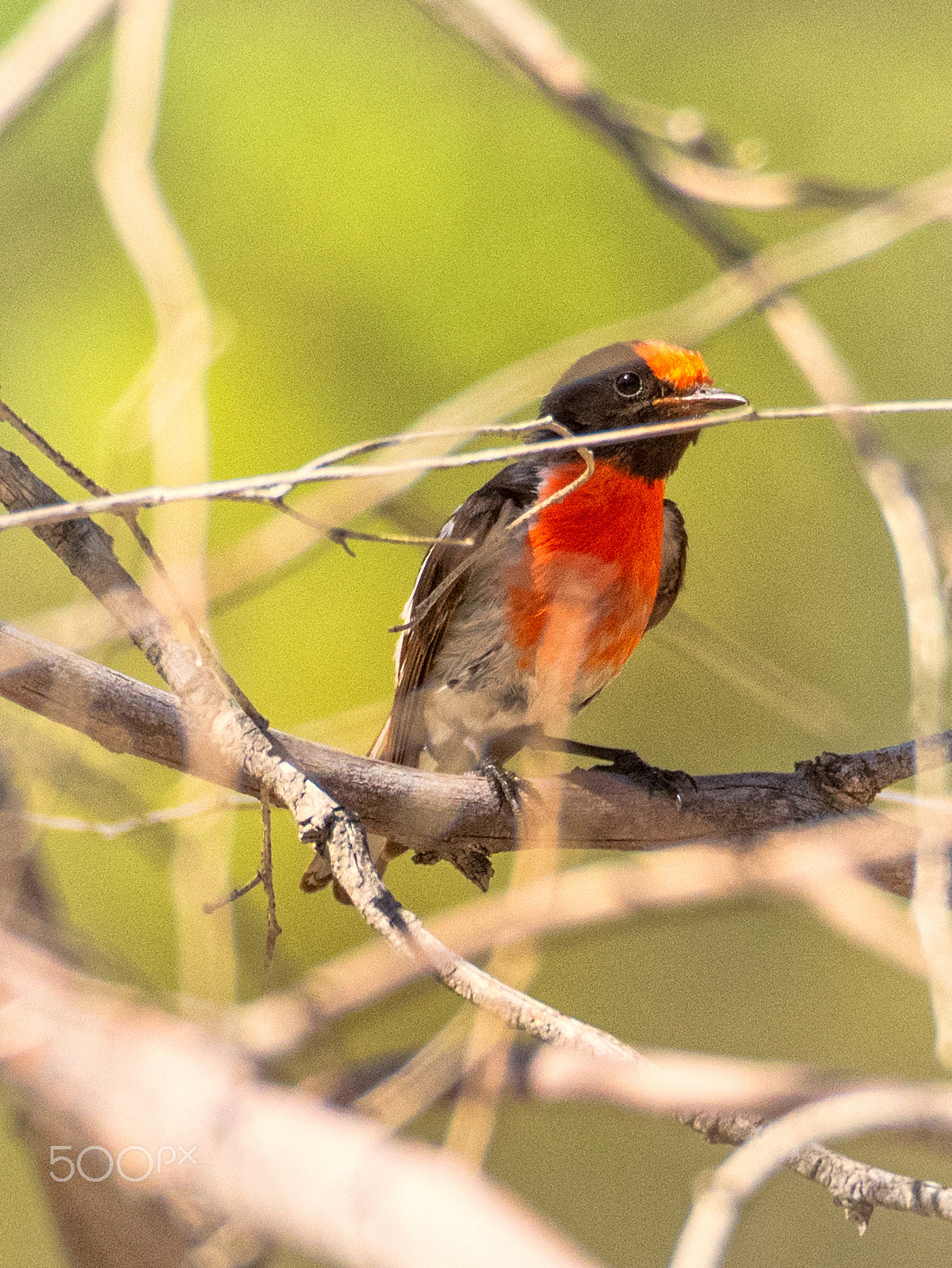 Olympus OM-D E-M1 sample photo. Red-capped robin photography