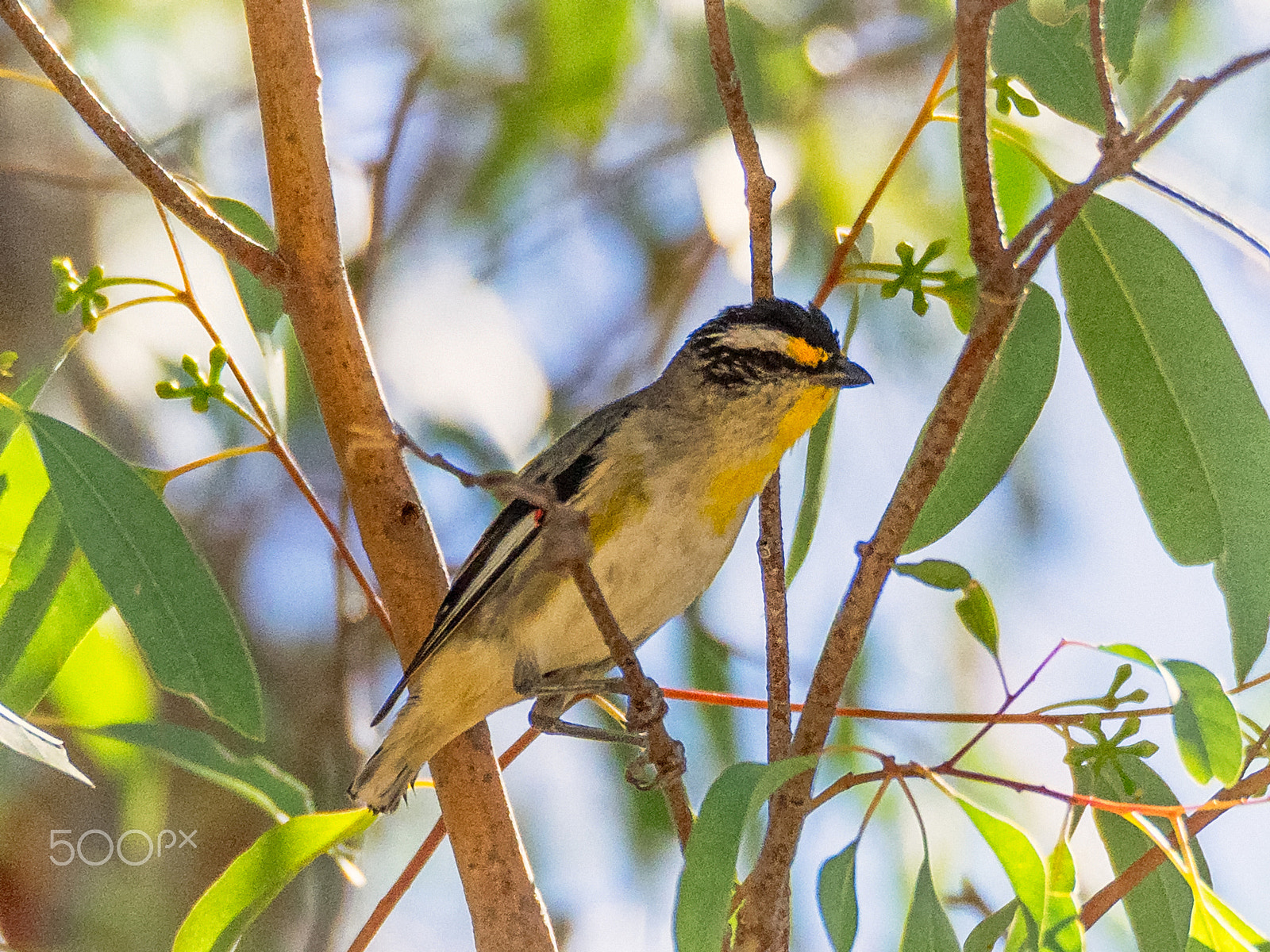 Olympus OM-D E-M1 sample photo. Striated pardalote photography