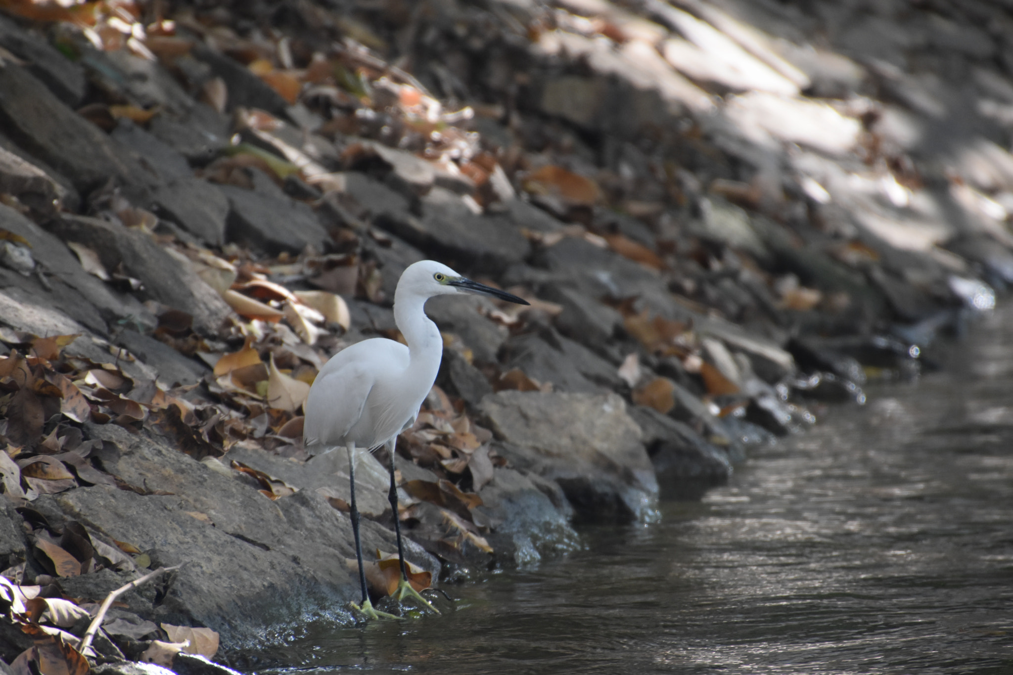 Nikon D5500 sample photo. Sharp photography