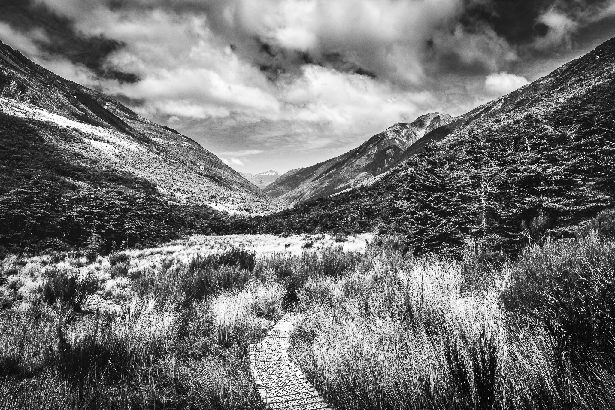 Nikon D5500 sample photo. Tussock and beech forest photography