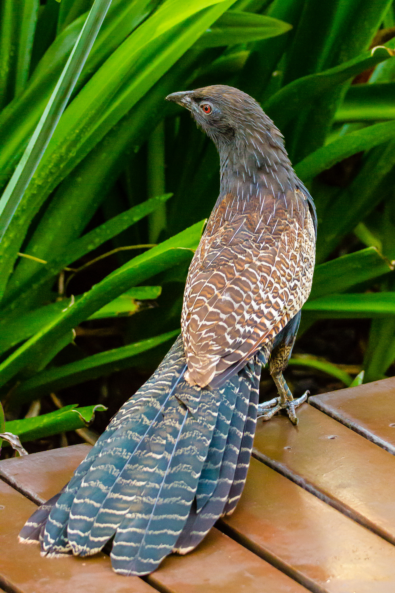 Canon EOS 7D + 150-600mm F5-6.3 DG OS HSM | Contemporary 015 sample photo. Australia - broome - pheasant coucal photography