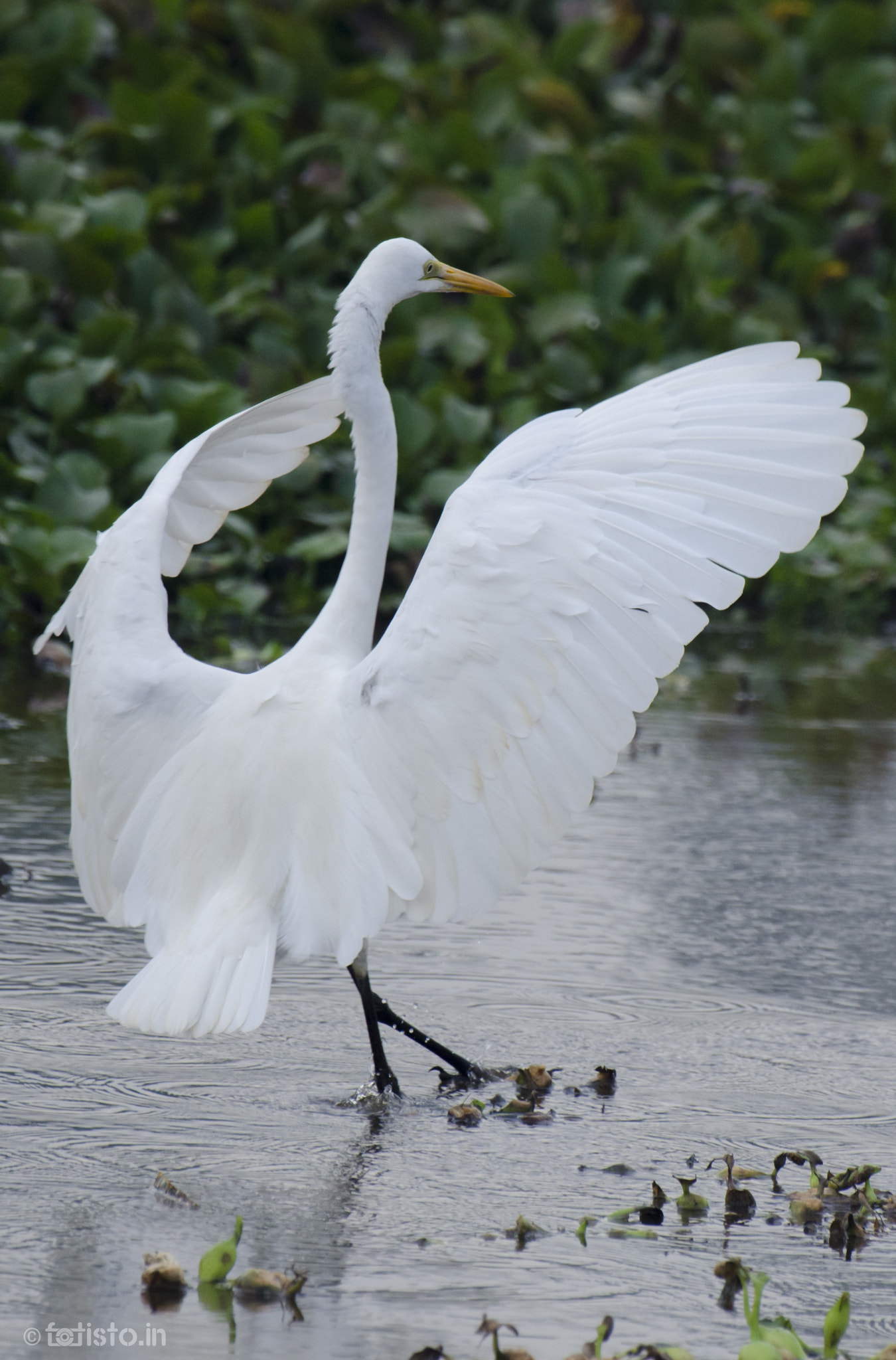 Nikon AF-S Nikkor 200-500mm F5.6E ED VR sample photo. Speed breaker! photography