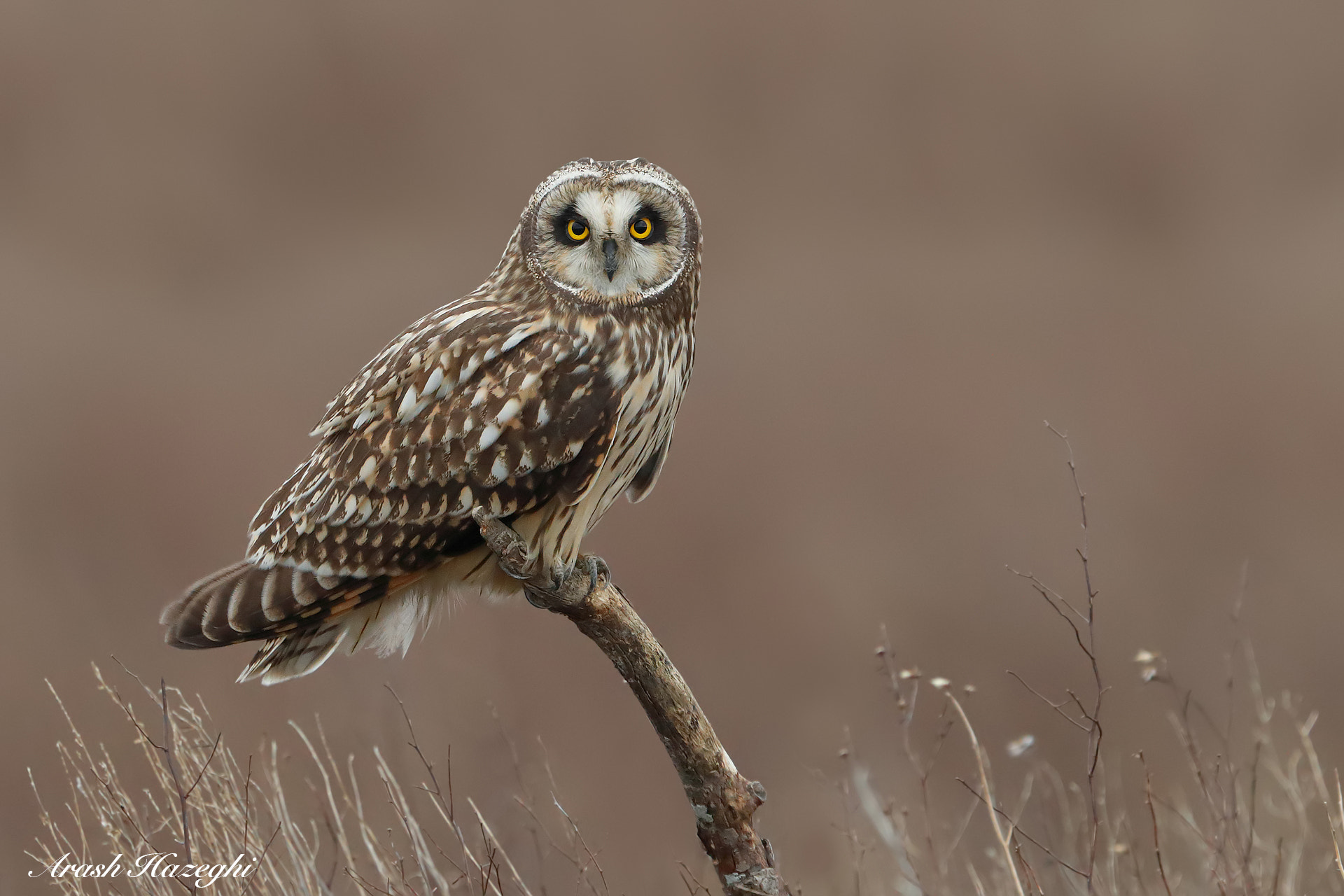 Canon EF 400mm F4 DO IS II USM sample photo. Short-eared owl photography