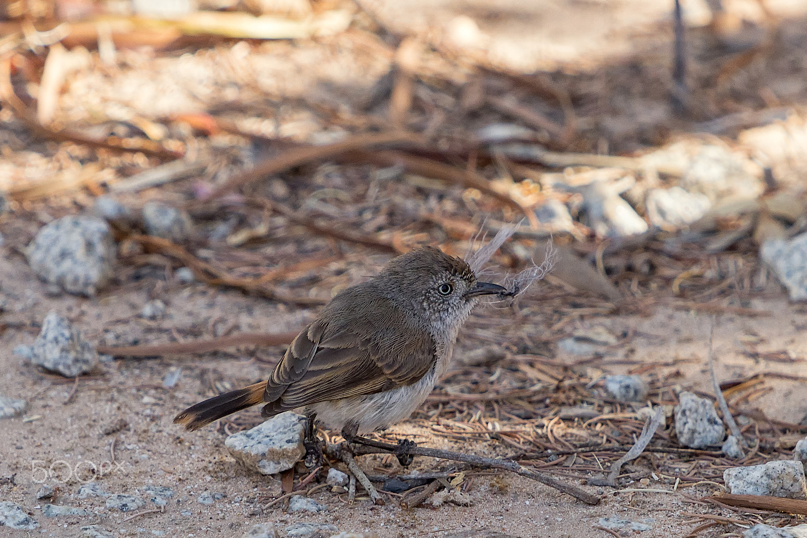 Canon EF 70-200mm F2.8L IS USM sample photo. Chestnut-rumped thornbill photography