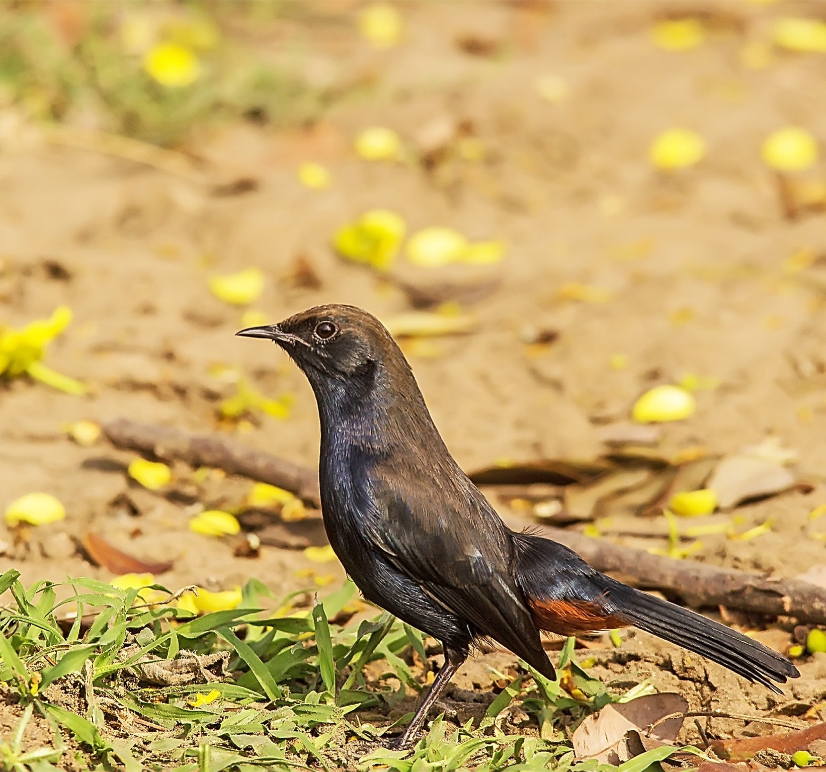 Sigma 150-500mm F5-6.3 DG OS HSM sample photo. Robin photography