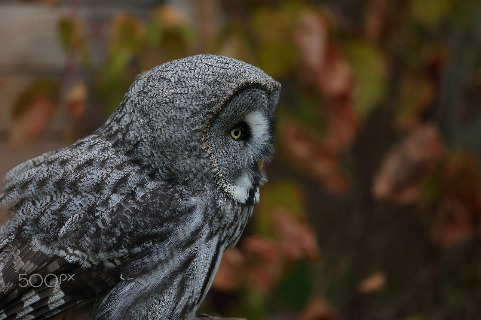 Canon EF 300mm F2.8L IS USM sample photo. Lapland owl photography