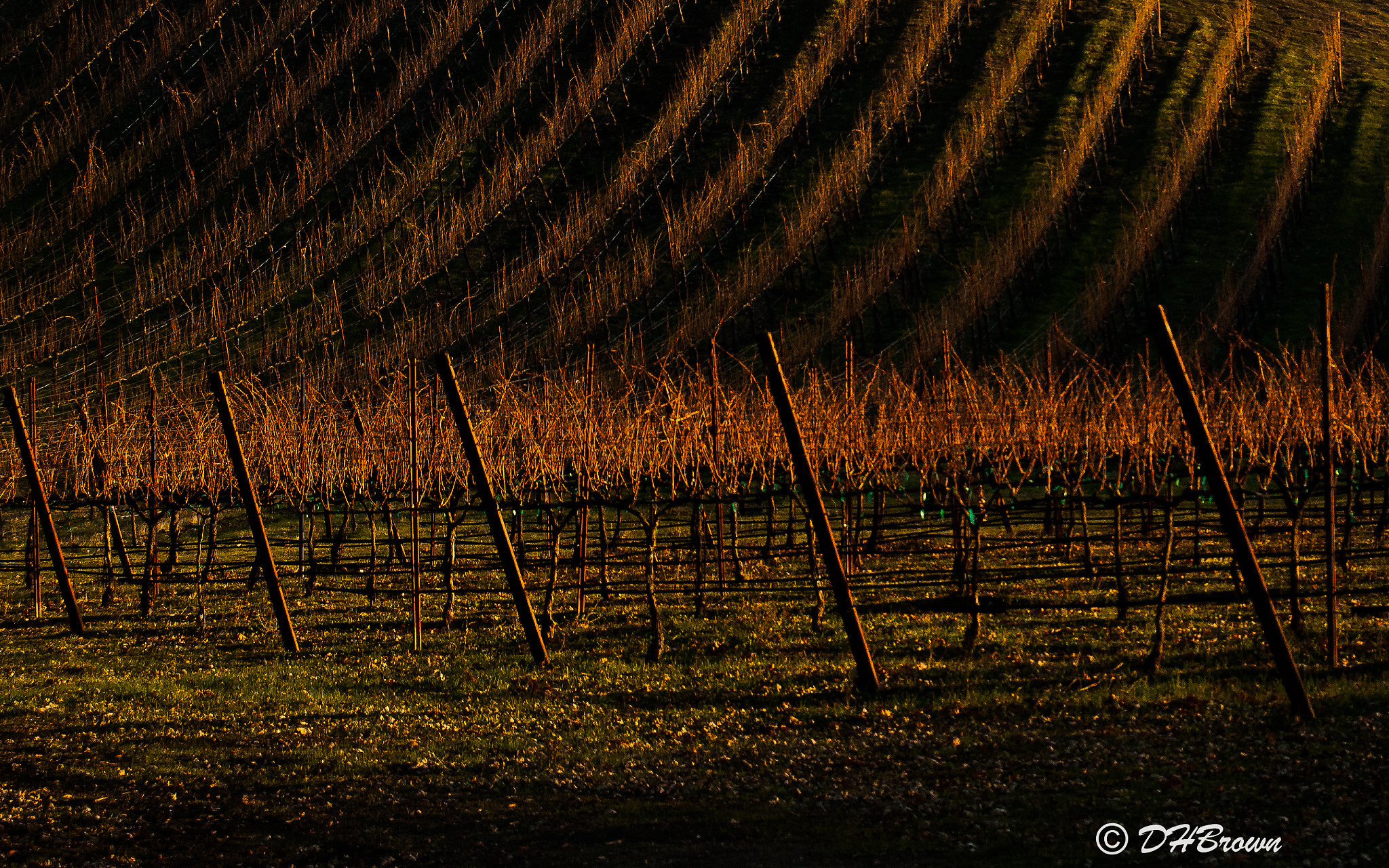 Nikon D80 sample photo. Winter vinyard photography