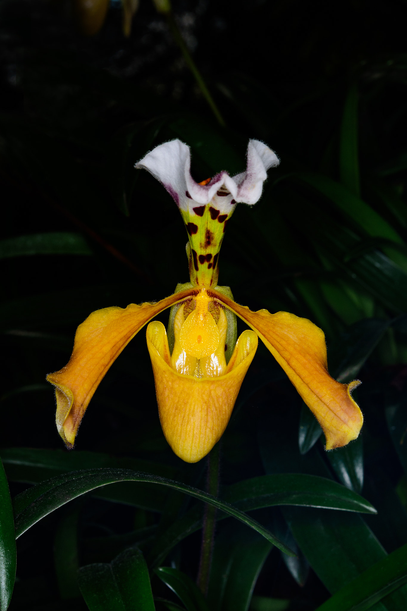 Nikon AF-S Micro-Nikkor 60mm F2.8G ED sample photo. Beautiful paphiopedilum. photography