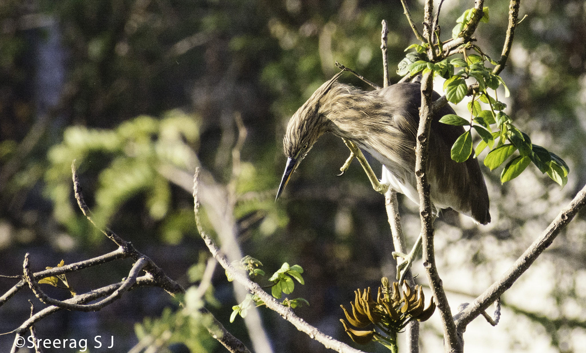 Nikon D5200 + Sigma 70-300mm F4-5.6 DG OS sample photo. 101 photography