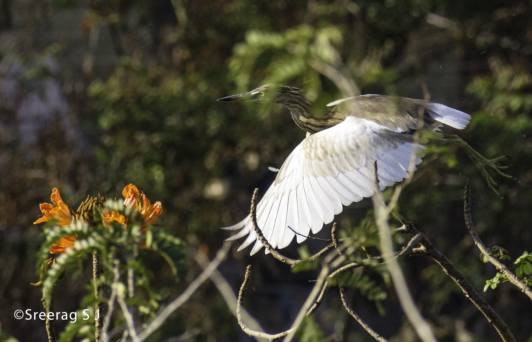 Nikon D5200 + Sigma 70-300mm F4-5.6 DG OS sample photo. 102 photography